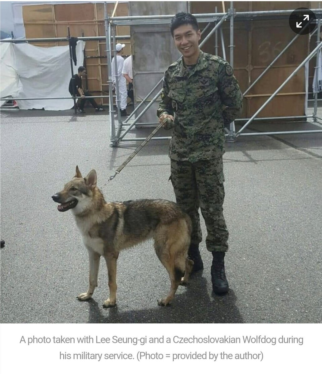 Just a random article about wolves but..whup...there he is 😂 LSG is THE standard 💁 #LeeSeungGi #이승기
economytalk.kr/news/articleVi…