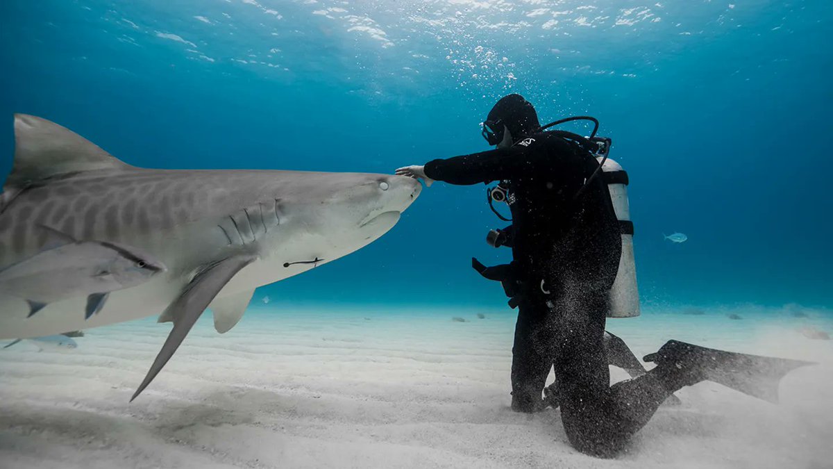 cvtgroup's tweet photo. Shark attack survivor is on a mission to protect these animals. https://t.co/s0EbZoPNoD