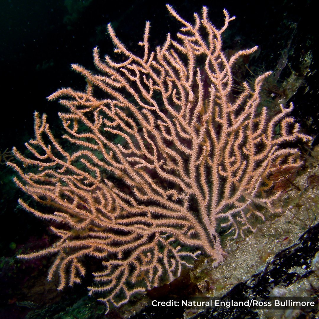 More Marine Protected Areas (MPAs) are being considered for new protections.
<a href="/The_MMO/">Marine Management Organisation</a> is consulting on:
🎣 Measures to manage bottom-towed fishing gear in 13 MPAs
🐟Evidence to assess the impacts of fishing across further MPAs in England
Share your views: gov.uk/government/new…