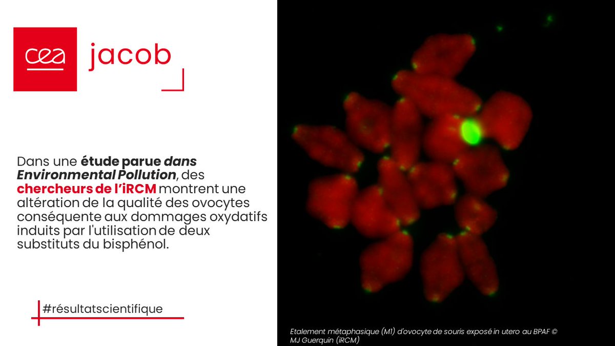 [🔬#résultatscientifique #santé] Dans une étude parue dans le journal #EnvironmentalPollution , des chercheurs de #iRCM montrent une altération de la qualité des ovocytes suite aux lésions oxydatives induites par deux substituts du #bisphenol. En savoir ➕
jacob.cea.fr/drf/ifrancoisj…