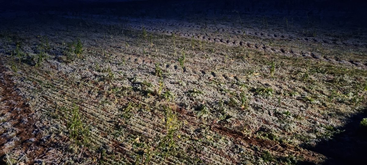 Mighty morning for rolling in <a href="/DLF_IRL/">DLF Seeds IRL</a> cover crop mixtures 🌾🌻. This field received slurry yesterday and rolled this morning. New level recycling ♻️😎.  Crop 2023 is in motion 🌾