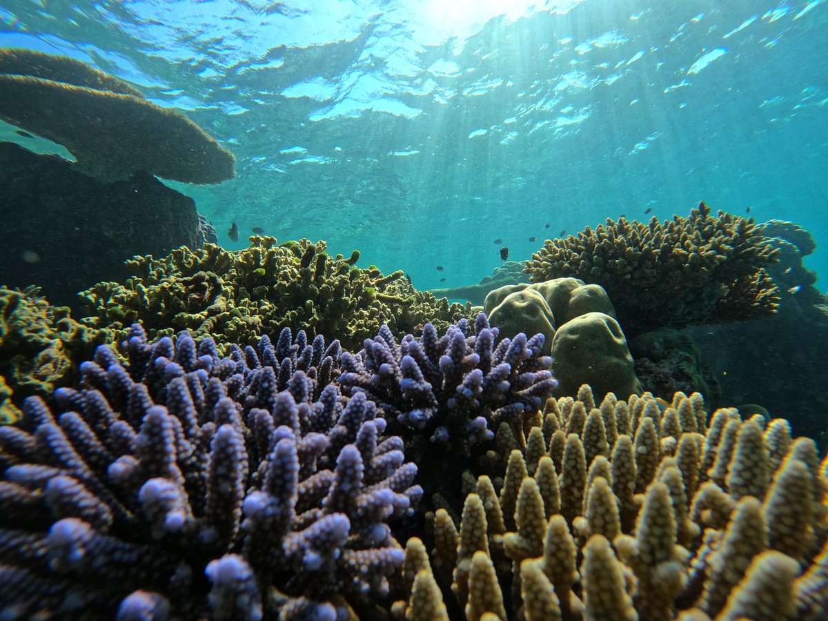 AmithAli's tweet photo. Happy day 🙏🏻 

#Maldives #livecorals #cuoredimaldive #saveourreef #padi #padimaldives https://t.co/clSQllspZj