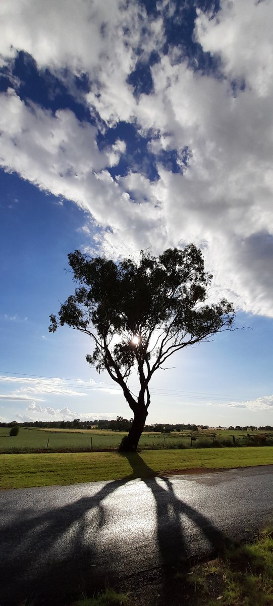 #treetrunktuesday