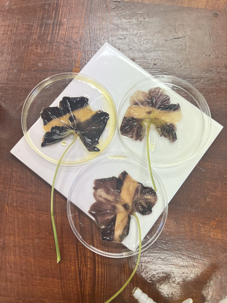 Testing leaves for starch, I have missed teaching KS3 science, some fab results! #science #stem #ks3 #ScienceTwitter