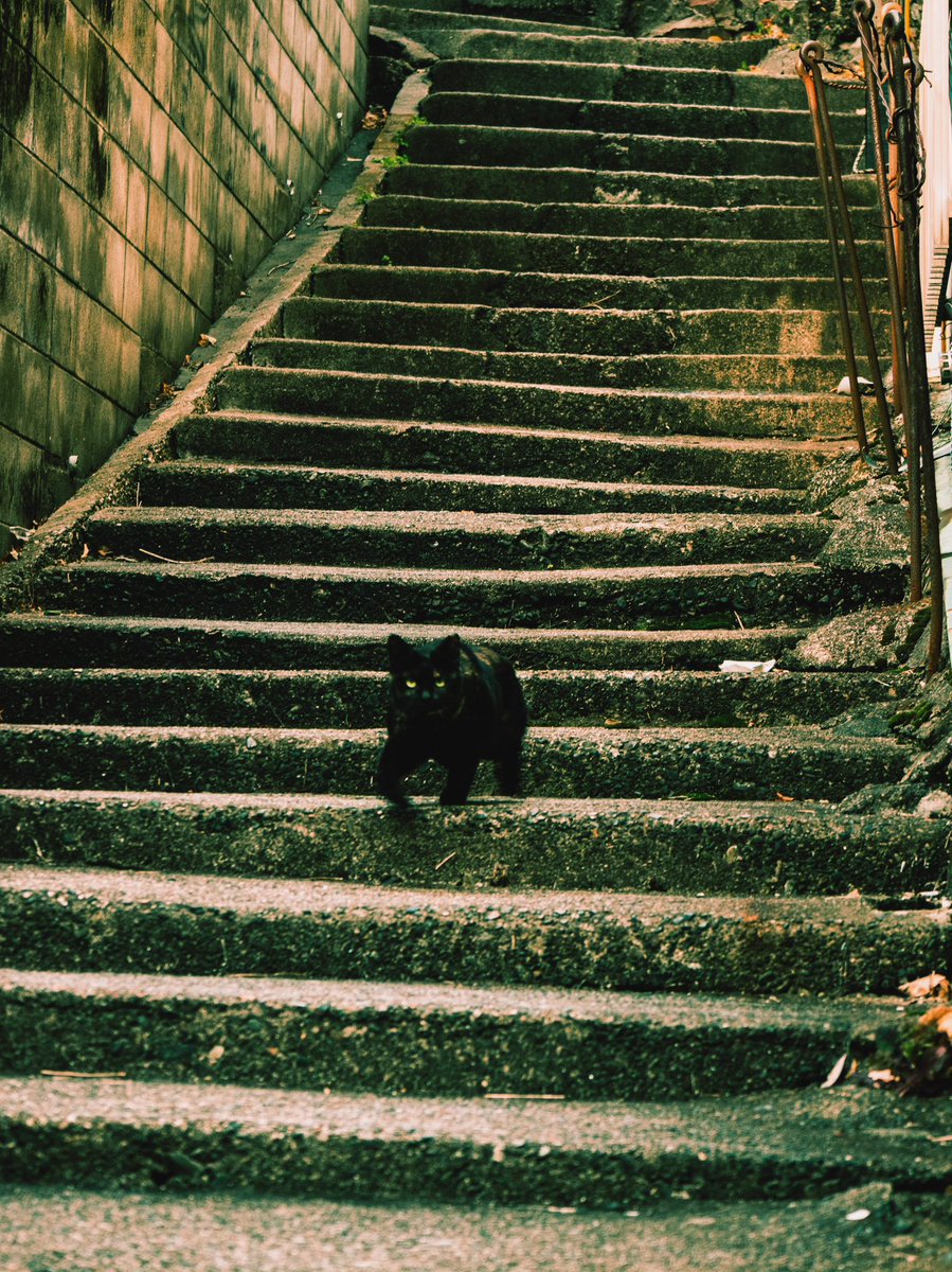 cram_box's tweet photo. カーブミラー越しに見つけた怪しげな階段に向かったら猫。 https://t.co/UB72O1rsce