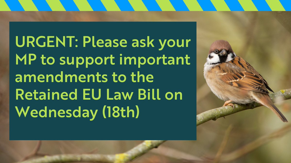 ⚠️🚨Urgent update on the Retained EU Law Bill (REUL) – help needed! This Bill, which is set to be debated by MPs tomorrow, 18th January, threatens to repeal hundreds of vital wildlife-protection regulations by the end of 2023. It must be stopped. Here’s how you can help …