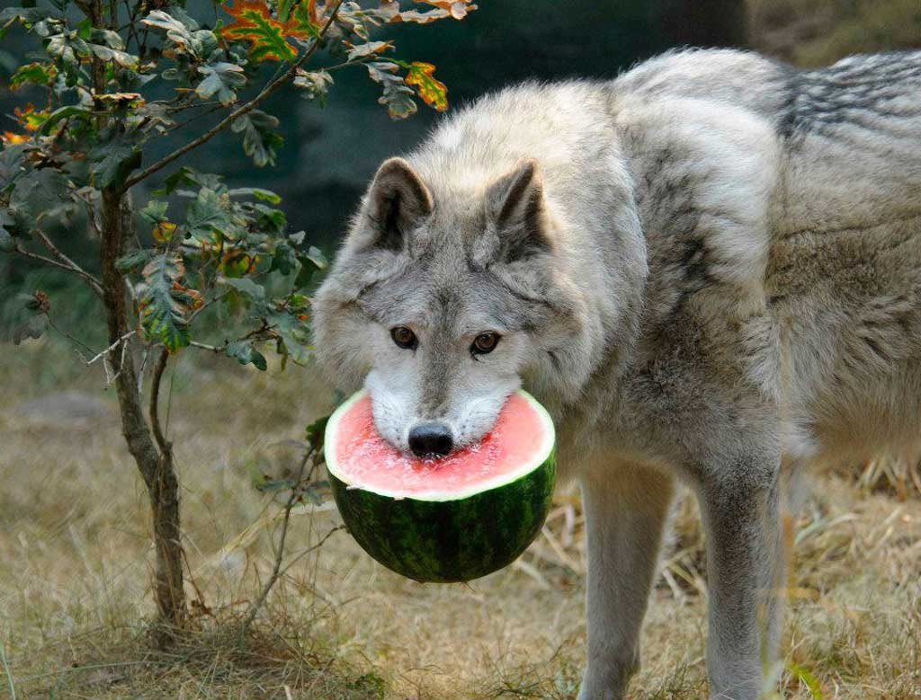 TheMexyWolf's tweet image. You do ONE Mellon hold as a Mexican Wolf, and you never live in down. #SaveMexicanWolves