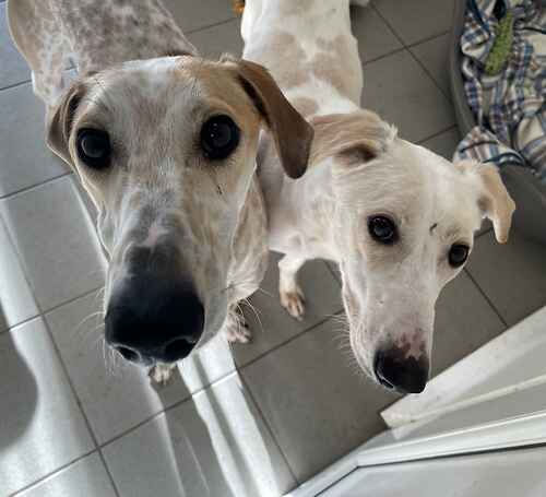 AdoptionsUk's tweet photo. Please retweet to help Chester and Oliver find a home together #KENT #UK 

BONDED PAIR, Lurcher X, aged 12- 18 months and 3-4 years. Growing in confidence they are playful and affectionate. They need to be the only pets. 

DETAILS or APPLY👇
https://t.co/isJIm3enoy
☎️01797366620 https://t.co/t938wcQQVG