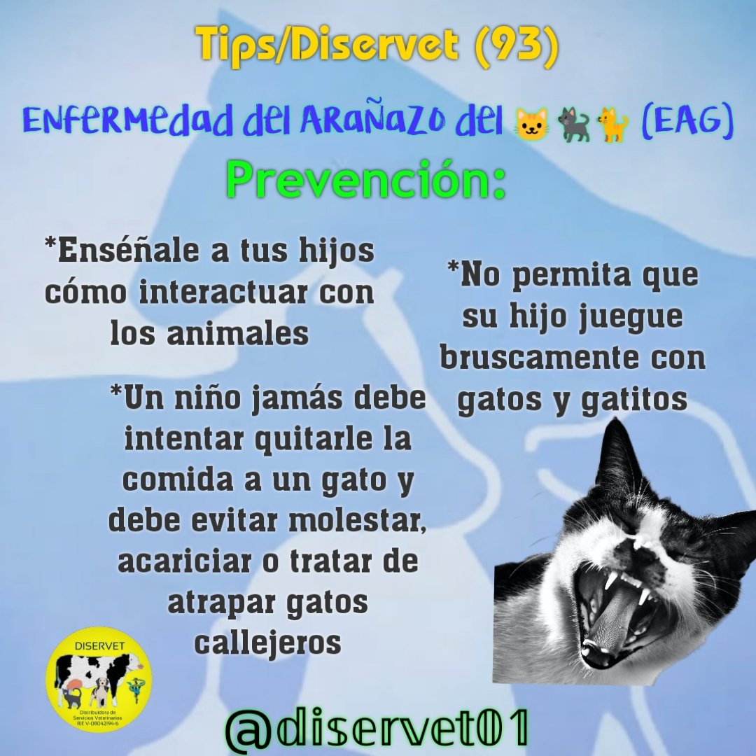 diservet01's tweet photo. @diservet01 #TipsDiservet #enfermedaddelarañazodelgato #EAG #petlovers
#consultaveterinaria @mvreinaldorivas https://t.co/ii1rz0Nrgv
