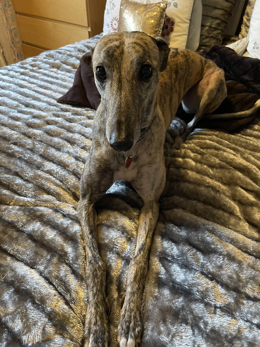 Hi all Mum has been neglecting my fans.. I have a big birthday coming up soon, I will be 5. I’m still loving the couch and zoomies in the snow.. #greyhound #dogsofinstagram #greyhoundsofinstagram #dogs #dogstragam #digsofinsta #dogslife #rescuedogsofinstagram #rescuegreyhound