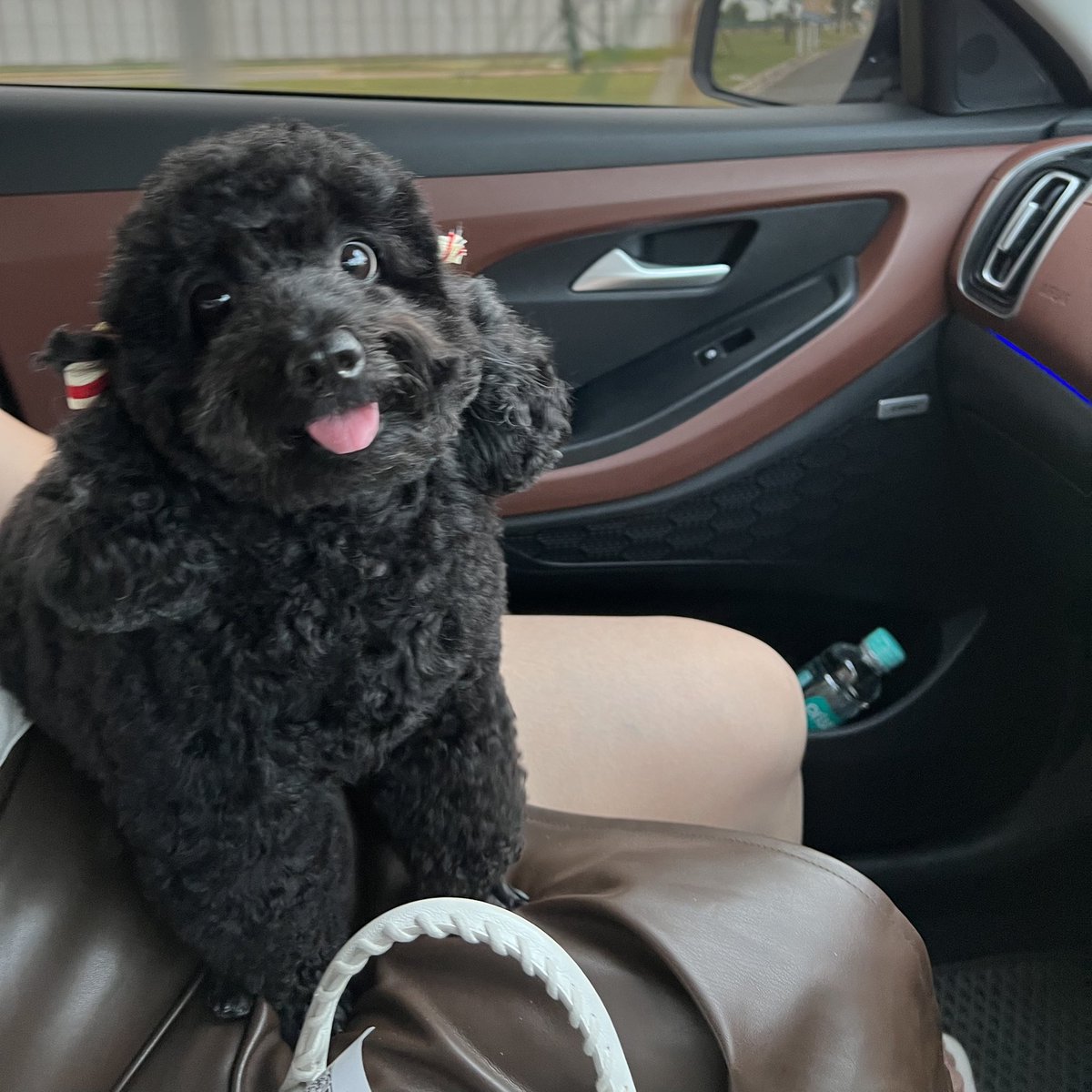 veronlestari's tweet photo. Belli is here to say GM to everyone 💕 A like❤️ will mean a lot to Belli 🐶 https://t.co/j9zNFdemxo