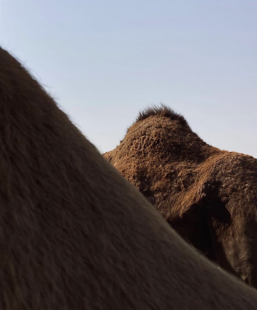 creapills's tweet photo. Dromadaires 🐪

Par Rashid Bin (https://t.co/N3ES7YRnP6) https://t.co/MItMhIMZth