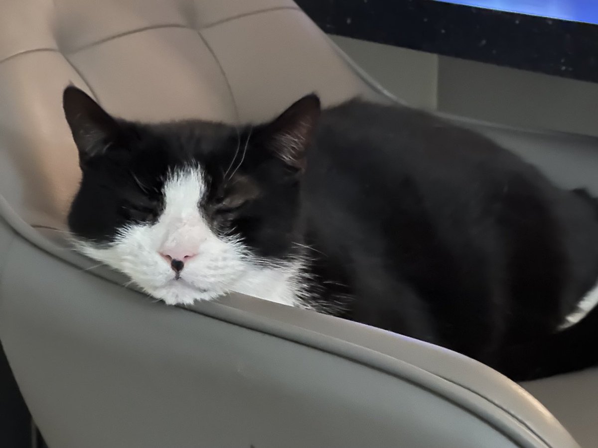jillmaiolani's tweet photo. My oldest #rescuecat #Felixcat says it’s far too cold stay out today ❄️🥶I’ve already quickly checked out the #hedgewatch so now I’m staying in on this comfortable chair https://t.co/J5I4PXutMu