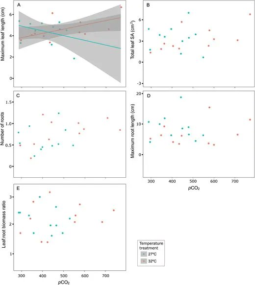 JXBot's tweet photo. Limited trait responses of a tropical #seagrass to the combination of increasing pCO2 and warming https://t.co/223EfM0mre 
@inesgviana Suci Rahmadani Artika, Agustín Moreira-Saporiti &amp; @MTeichberg 

#carbohydrates #carbonallocation #photosynthesis https://t.co/plpPezLWxm