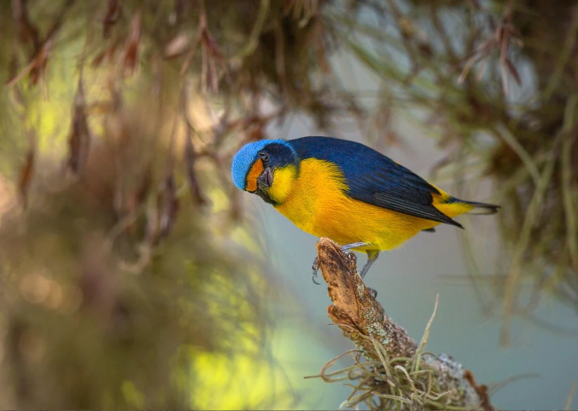 Top Wild Bird Photo Award. This week's theme is - Multi-coloured birds. There is no science to this one, we are just looking for pics of birds that are made up of more than one colour. Join us on Wild Bird Revolution this week. 📷Antillean Euphonia, by Alfredo Irizarry.