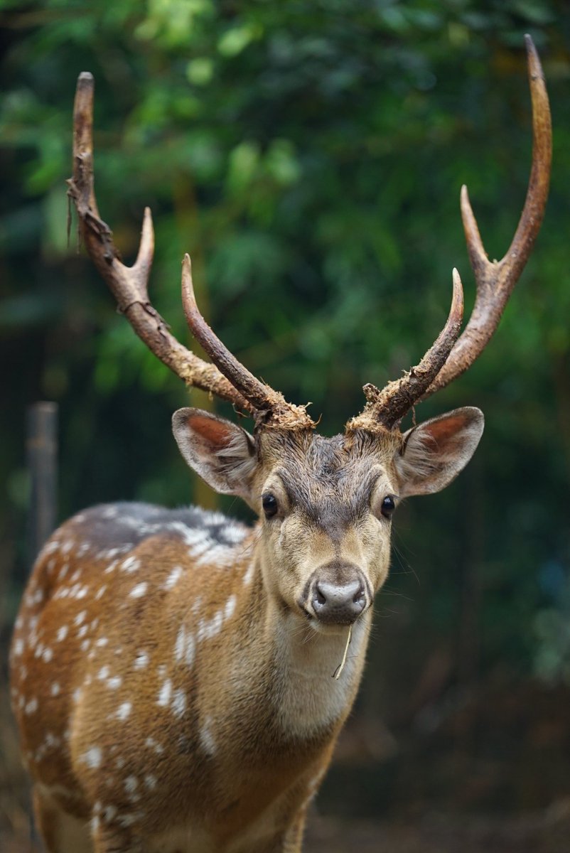 Dia sering gw ajak ngobrol. Dia makan rumput, gw nenggak teh pucuk sambil udud.