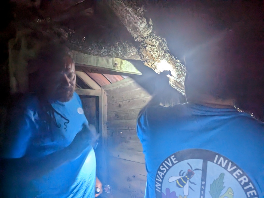 SHnationaltrust's tweet photo. Night-time adventures at  Peak Dale -  surveying to see if the Big-headed ants activity at night   🔦 with Noel Tawato, an ant specialist 🐜 who came to study Island ants under the Cloud Forest Project.  #collaboration

#Invasiveants #sthelena @Darwininitiative https://t.co/mxpqR976MT