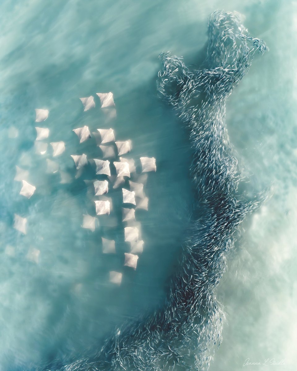 HamptonsDrone's tweet image. Gm, everyone....here's the whole and my two favorite parts ...
