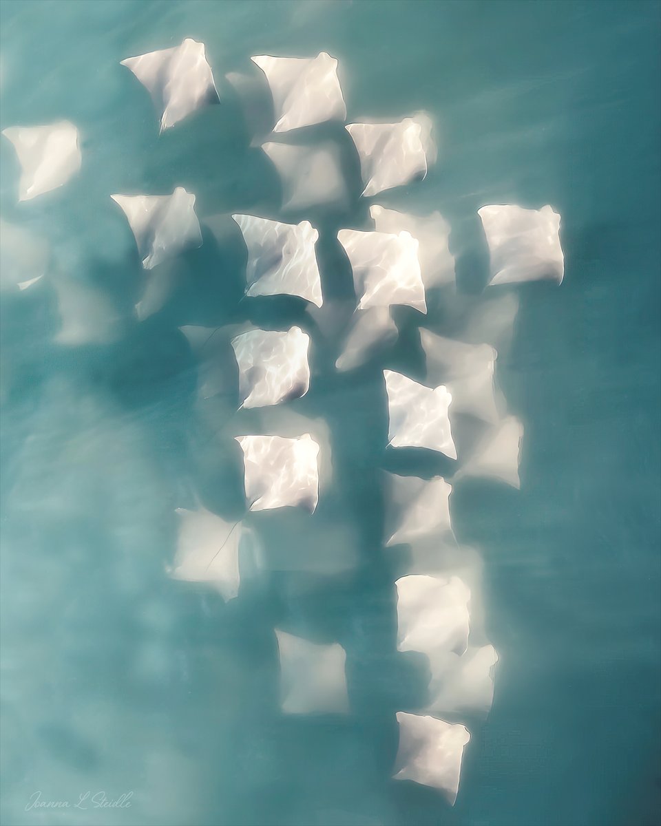 HamptonsDrone's tweet image. Gm, everyone....here's the whole and my two favorite parts ...