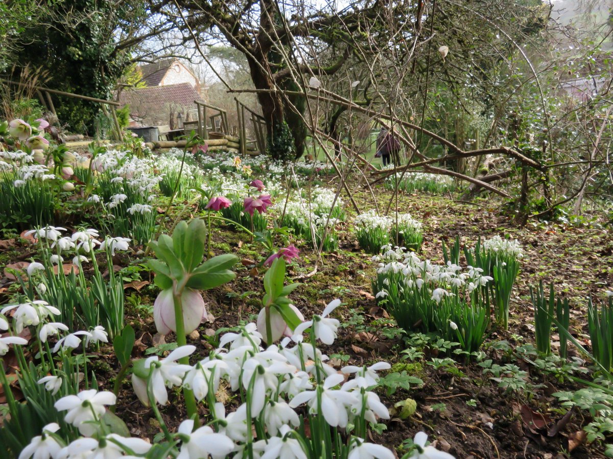 Open every Thursday until 9 March, Westcroft #wiltshire is a ⅔ acre galanthophile’s garden with  drifts of snowdrops and a growing collection of over 400 named varieties. Hellebores, pulmonarias, grasses and seedheads add interest. Find out more: findagarden.ngs.org.uk/garden/22098/w…