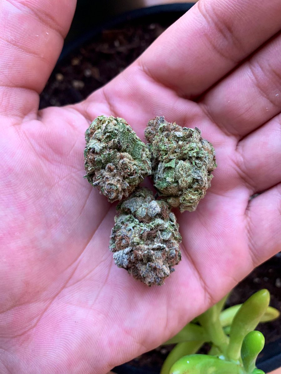 GalieZol's tweet image. Sunset Sherbet!
#localgrow #Durban #cannabislife #sunset #SouthAfrica