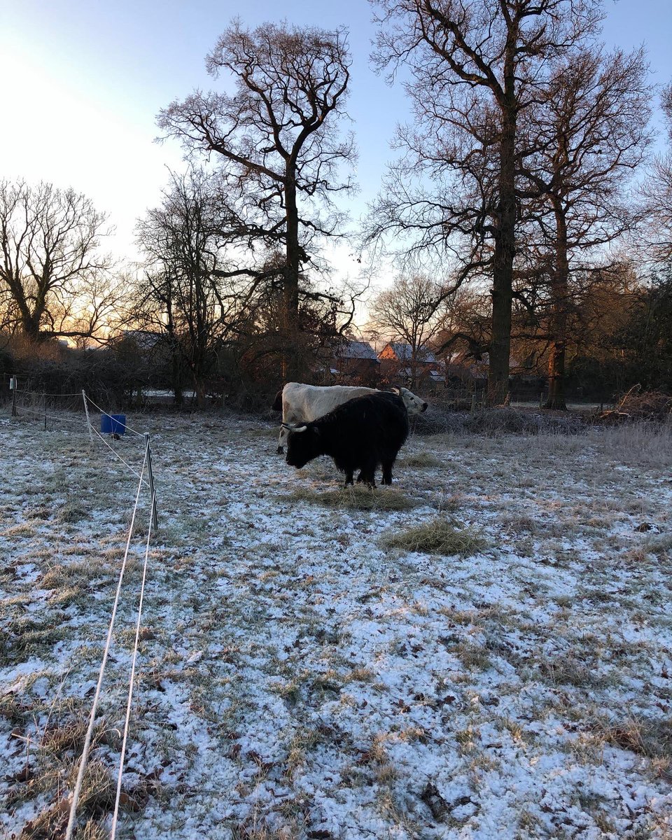 CloseMeadow's tweet photo. Chilly start this morning 🥶 https://t.co/SOZJR5mR2D