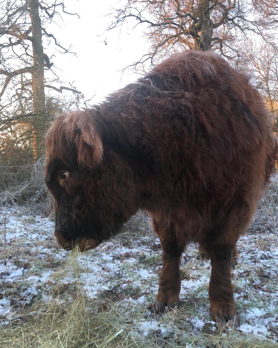 CloseMeadow's tweet photo. Chilly start this morning 🥶 https://t.co/SOZJR5mR2D