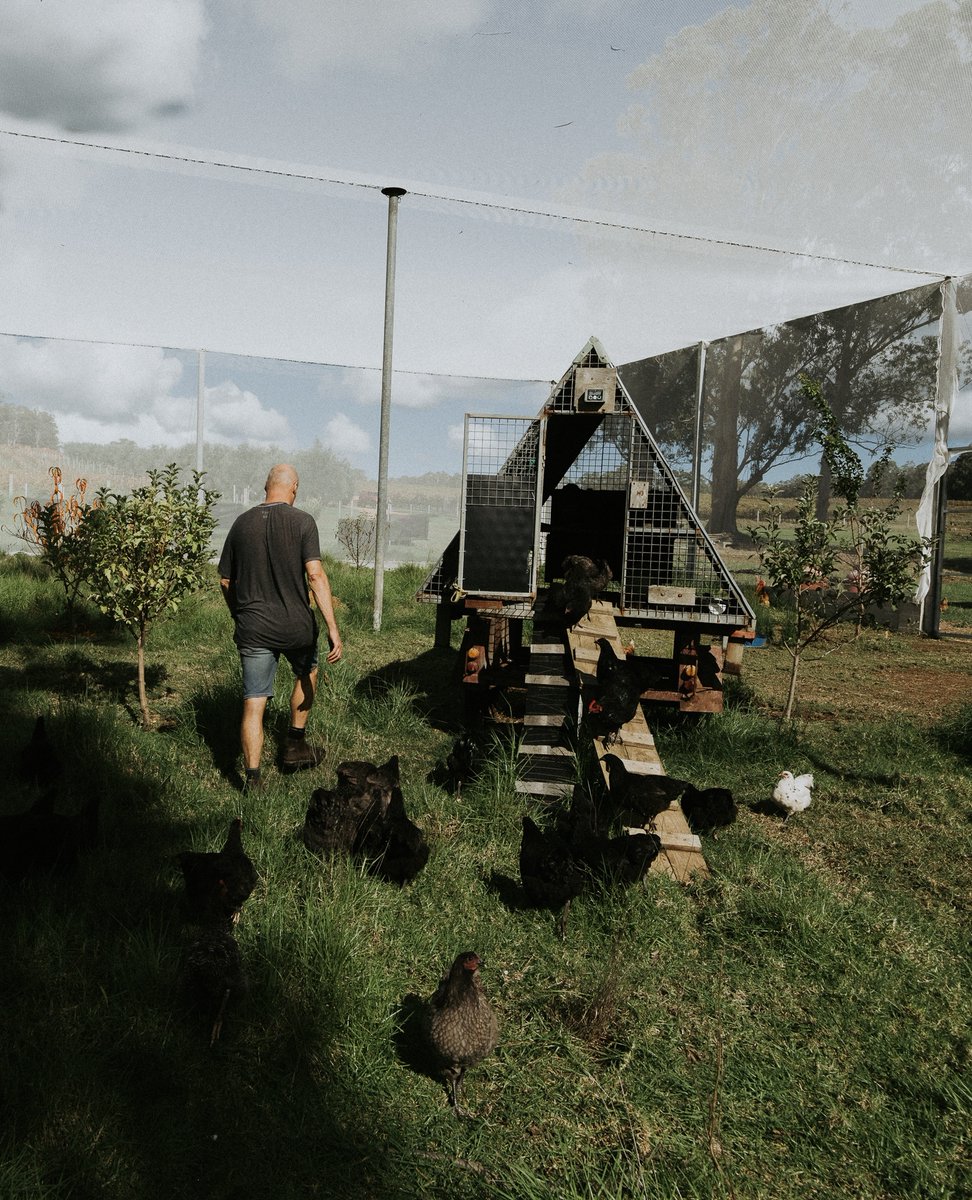 McHenryHohnen's tweet photo. On a side note, we had a few chooks go clucky, we now have some newly hatched chicks to join our pest control team. How good!

#McHenryHohnen #biodynamicwine ⁠#MargaretRiverWine #MargaretRiver #westisbest #seewa #biodynamic #organic #farming #winemaking #winemaker #viticulture https://t.co/Frgl5VbFwB