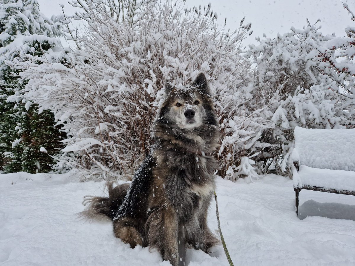 Got the boy out for snowy fun 🤩