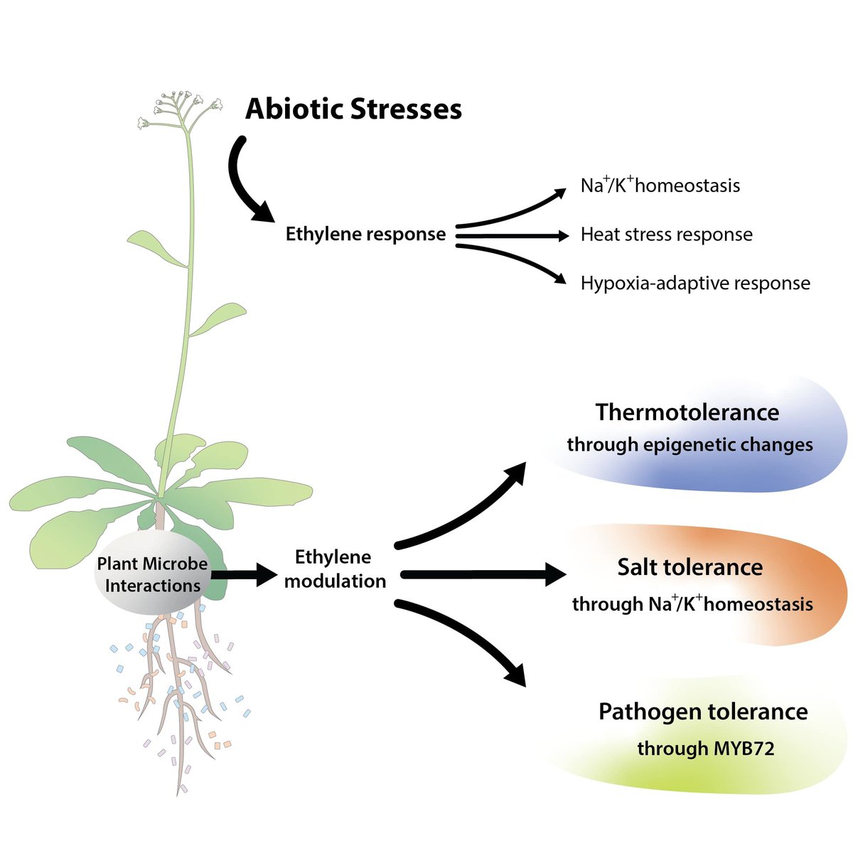 AbioticStress's tweet image. Review by Shekhawat et al. @Cells_MDPI @MDPIOpenAccess @KAUST_News @kaustcda @KaustResearch

#Ethylene: A Master #Regulator of Plant–#Microbe #Interactions under #Abiotic Stresses

mdpi.com/2073-4409/12/1…

#PlantSci #ClimateChange #Dought #Salinity #Temperature @MicroGoogling