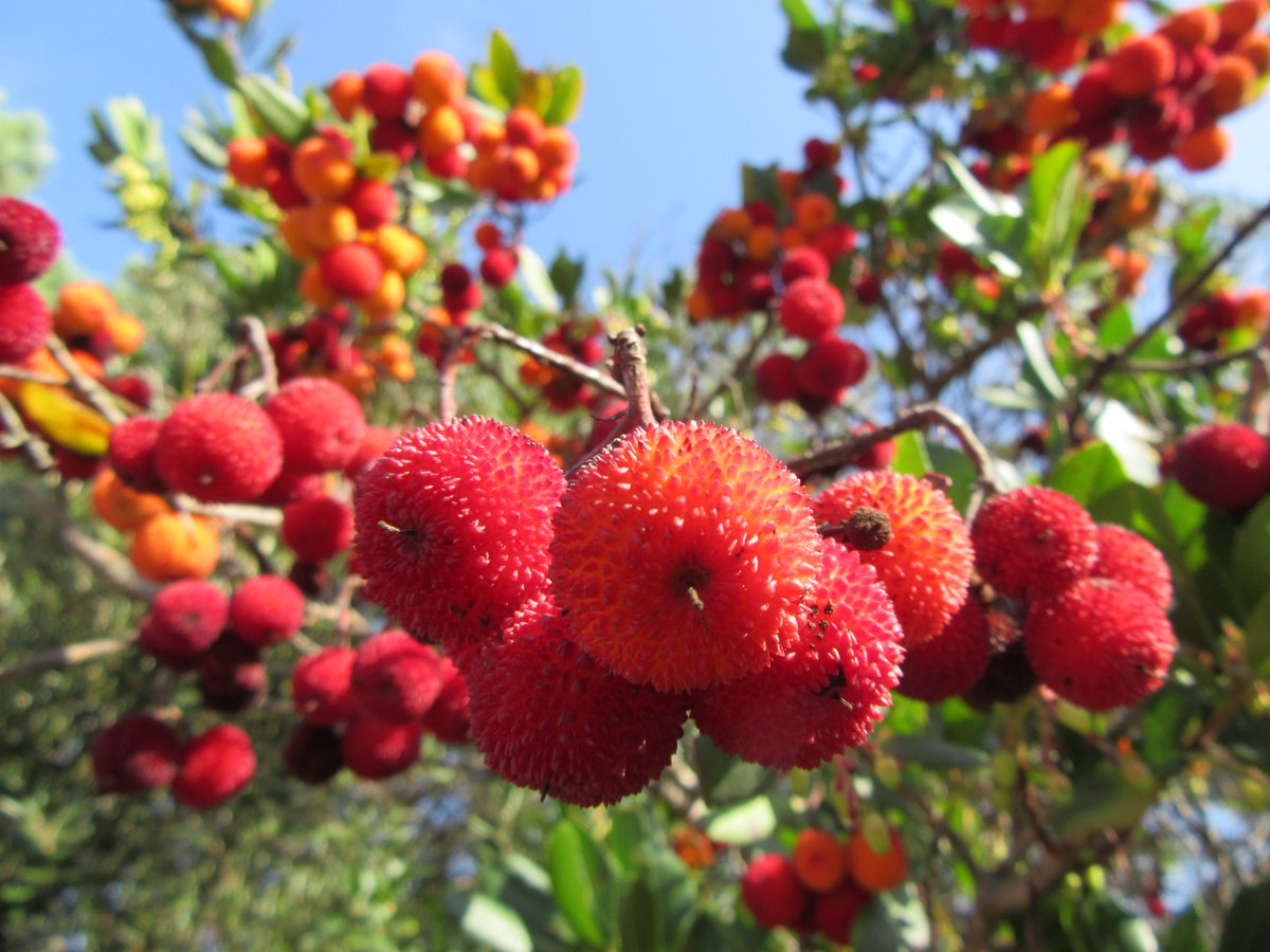 Burriach's tweet image. Looking for candidates to join my team (elemdiv.netlify.app) with a #BeatriuDePinos postdoctoral fellowship at #Barcelona @CREAF_ecologia
 in the framework of an ERC-StG. If you&apos;re interested in elements, traits and ecosystem functioning, contact me! Please, RT!