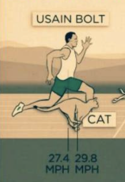 OlgaCantWrite's tweet photo. Whenever you're tempted to compare yourself to someone else and despair, just consider that Usain Bolt could choose to despair over being a liiittle slower than a regular ass house cat. So please don't. /whispers "Go kitty!!"/ #wiseAF https://t.co/lWvevoKKSA