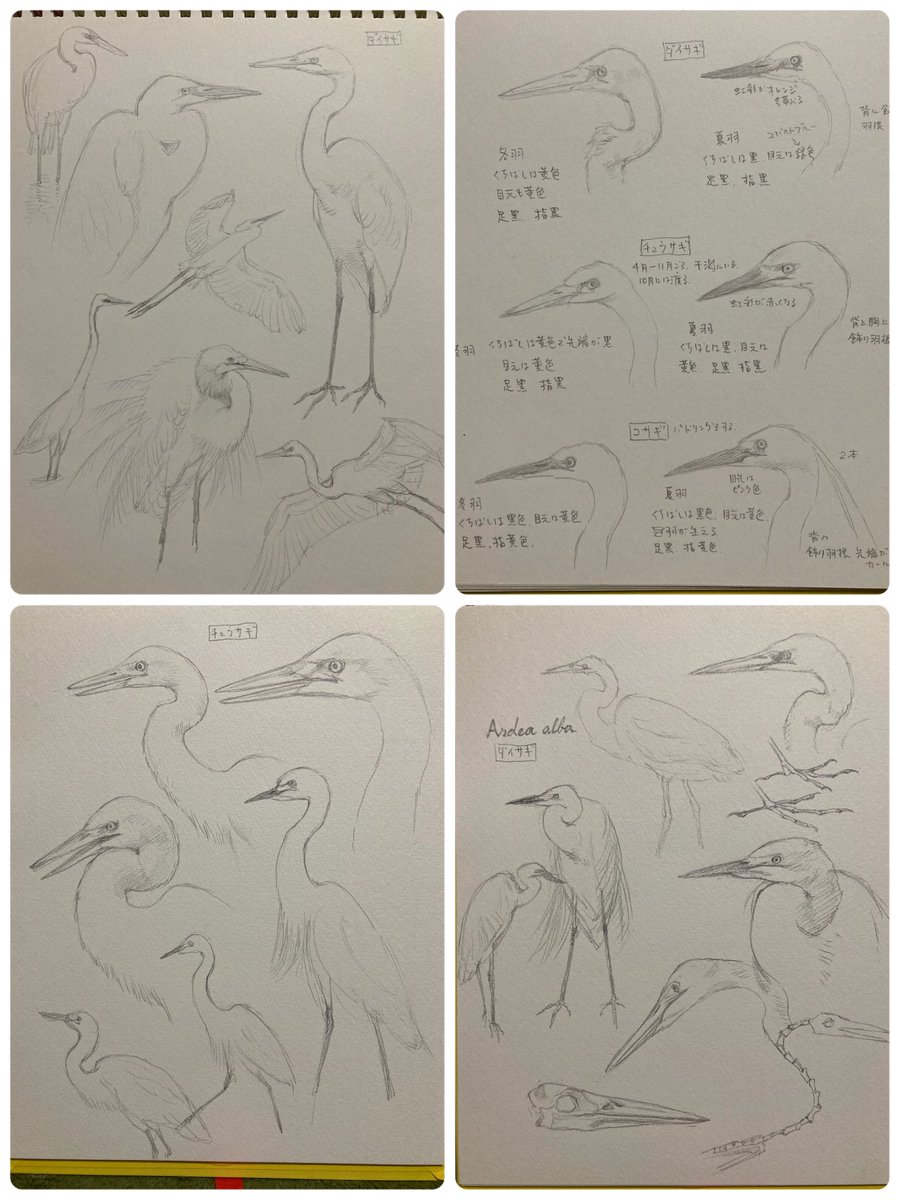形態を把握するための写真からの練習模写 
