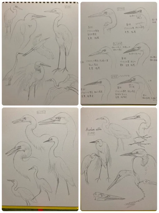 形態を把握するための写真からの練習模写 