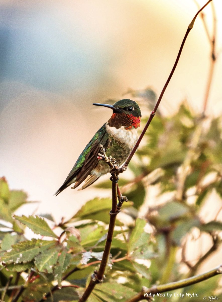Front Royal and Warren County Visitors Center tweet media