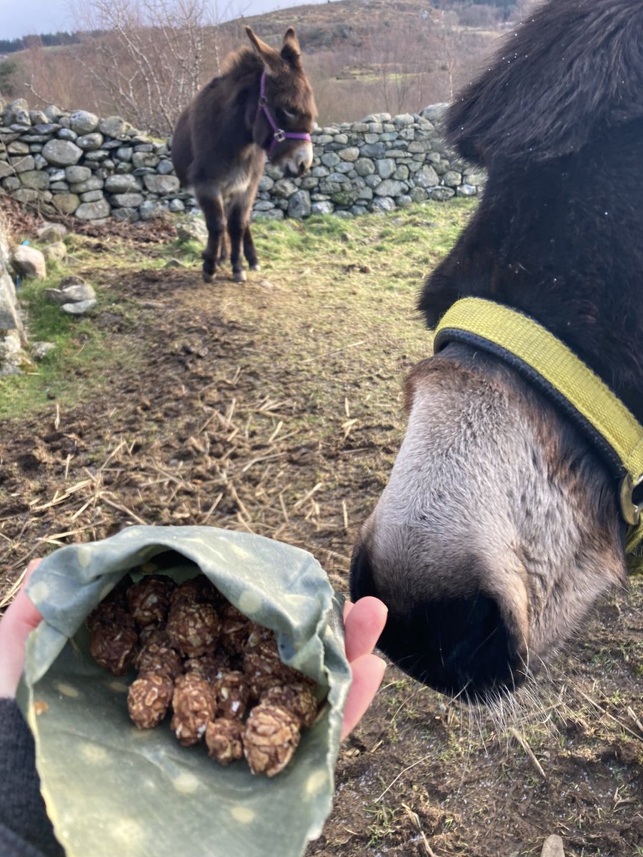 Getting donkeys to pose for photos isn’t always easy 😂 These snacks are for me Elsi, you had carrots already! #beeswaxwraps #donkeysoftwitter <a href="/WalterSnowdonia/">Walter Donkey</a>