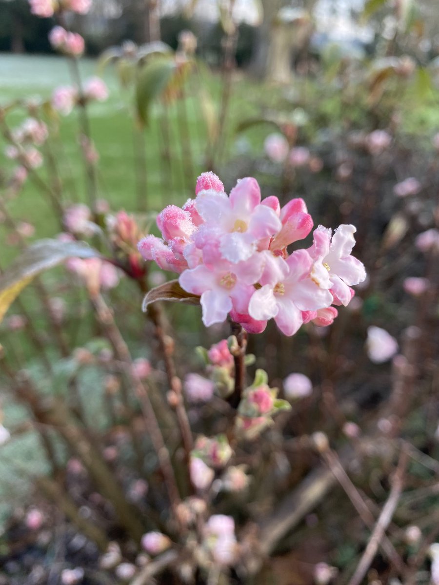 ND_ForestSchool's tweet image. Wise Owls prepared with warm clothing today braved the frost and enjoyed seeing the formation of frost on the blossom, running on the crunchy frosted grass playing Eagle Eyes and examining the water in the mud kitchen that had turned to ice! Well done team! #bravingthecold ❄️🏃‍♀️🥰