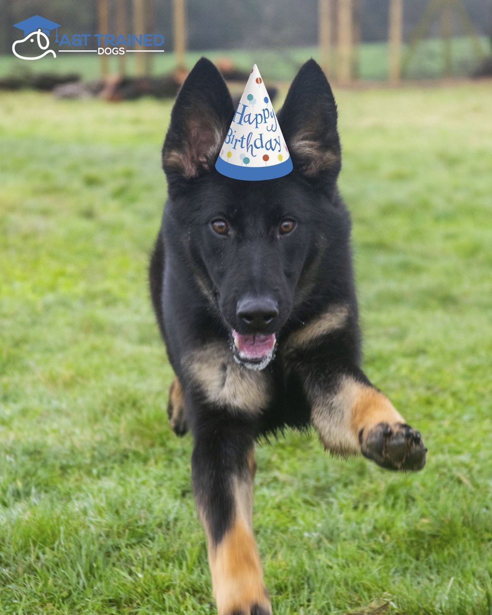 at_traineddogs's tweet photo. Our girl Ada is having her 1st birthday today! 🎉
She's had all of our staff making a fuss of her all day 🥰
If you're interested in any of our perfect pets, follow the link below for more information. ⬇️
https://t.co/hOTaSQ0QlU
#Dogs #Traineddogs #fluffyfriends #attraineddogs https://t.co/7tXhlqTZnK