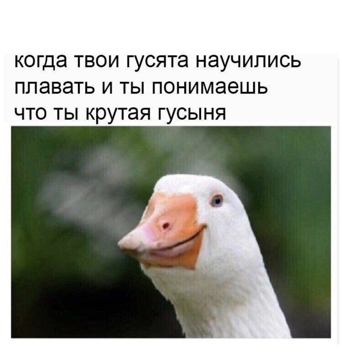 Гусь Мем