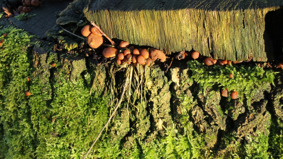 JiscaDijk's tweet photo. #zon #fungi #stobbe #trunk https://t.co/USp8qNp769
