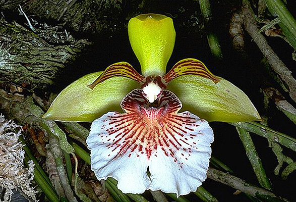SBOrchidShow's tweet photo. Orquideas Amazonicas brings Peruvian orchids to 2023 SBIOS, including Scuticaria peruviana, the mouse tail orchid! - https://t.co/NLuHeK5zCZ https://t.co/HfJXrzbcWx