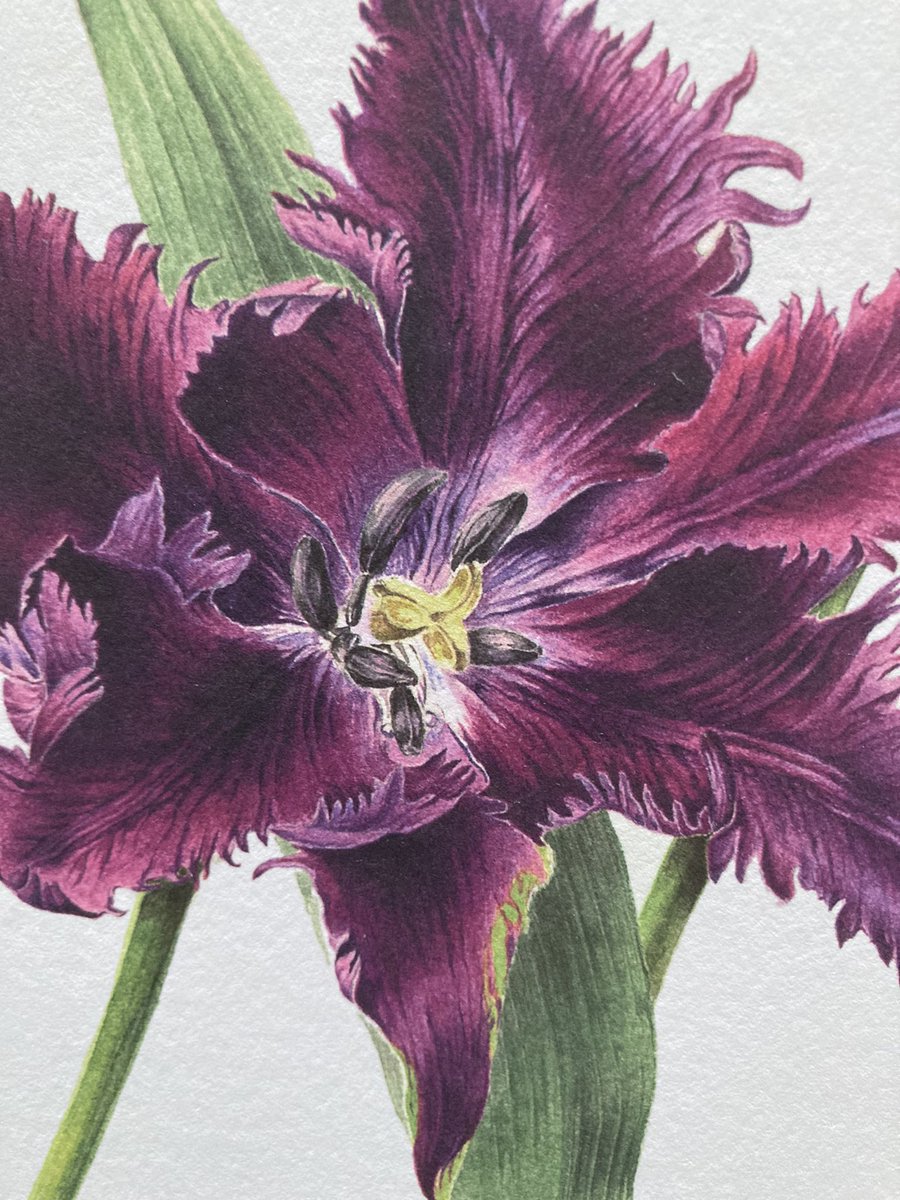 Detail from #tulipablackparrot by #gillianfoster for the Highgrove Florilegium