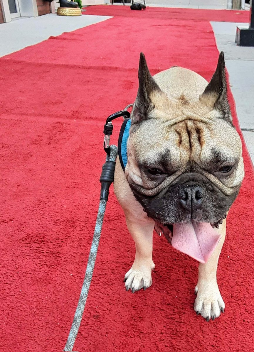 ParkerPetsLLC's tweet photo. Sonny on the red carpet! #ParkerPetsLLC #petsitter #dogwalker https://t.co/vstg1rkXJC