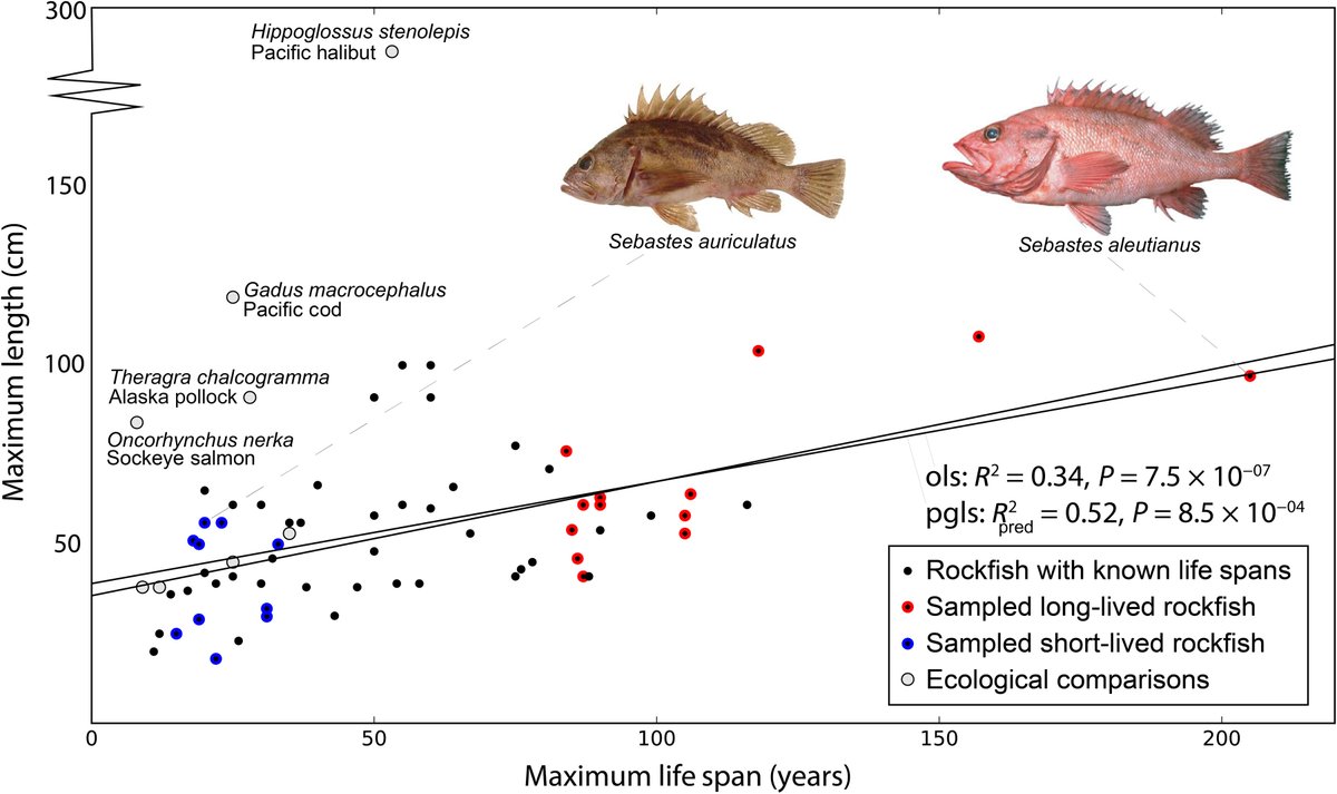 The longevity of rockfishes—which can live more than 100 years—comes from genes tied to insulin signaling and flavonoid metabolism, according to new research in <a href="/ScienceAdvances/">Science Advances</a> that also evaluated the influence of equivalent genes on human aging. scim.ag/1bR