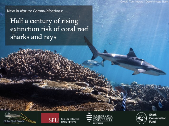 Shark Conservation Fund (@sharkrayfund) on Twitter photo New #SharksAndRays paper published in <a href="/NatureComms/">Nature Communications</a> and funded by the #SharkConservationFund finds that nearly 2/3 of #CoralReef sharks and rays🦈 are threatened with #extinction, calling for immediate conservation action: bit.ly/ReefSharksAtRi… #GlobalSharkTrends #SharkScience New #SharksAndRays paper published in <a href="/NatureComms/">Nature Communications</a> and funded by the #SharkConservationFund finds that nearly 2/3 of #CoralReef sharks and rays🦈 are threatened with #extinction, calling for immediate conservation action: bit.ly/ReefSharksAtRi… #GlobalSharkTrends #SharkScience