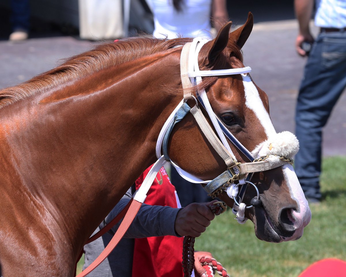 HSIndyTammy's tweet photo. Hoosier Horsepower is Booming (Press release from the Indiana Horse Racing Commission - Jessica Barnes): https://t.co/vMsCGbdHHc  Photos by Coady Photography   #racelikeacaesar  @RacingRachelM @JohnGDooley @MrBAnalyst @MarthaClaussen @IndyTBAlliance @IndianaTOBA @IndianaHBPA https://t.co/2emxwiJLMn