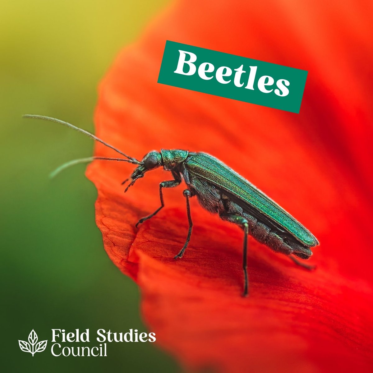 Field Studies Council tweet media