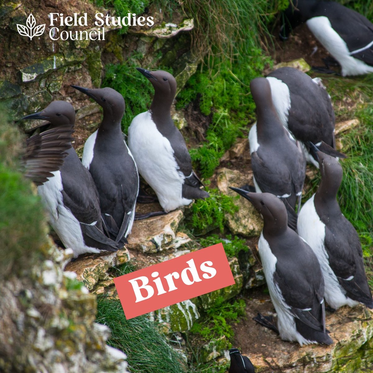 Field Studies Council tweet media