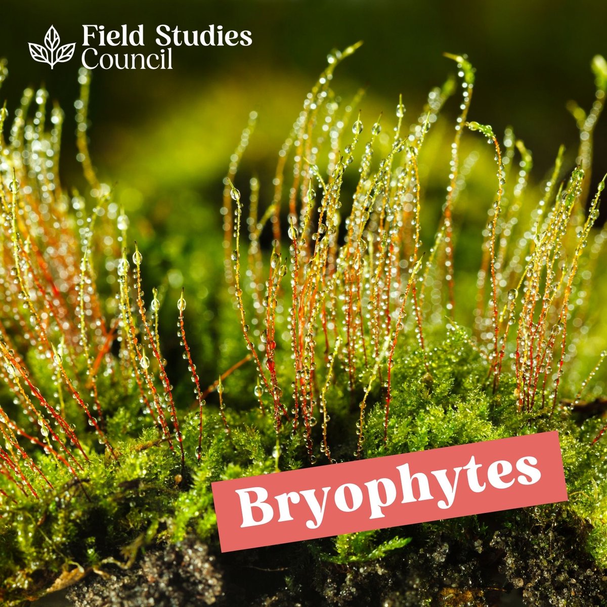 Field Studies Council tweet media