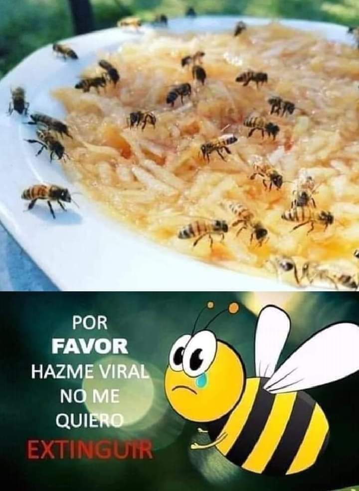 mansakuas's tweet photo. Para ayudar a las abejas durante los meses  de otoño y de invierno, ralla una manzana, colócala en un plato plano y añade un poco de agua. Las abejas  podrán obtener los azúcares del fruto, beber el agua y no ahogarse porque pueden pararse en los trozos de fruta. https://t.co/khfylemNvR